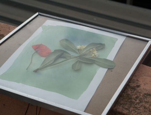 Cyanotype en co-inter